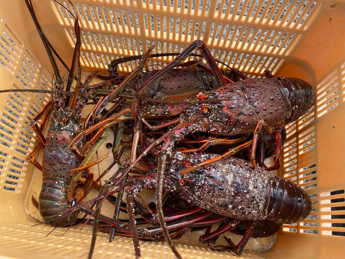 皆様お宿　海風 Shirahama Esterno foto